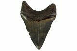 Serrated, Fossil Megalodon Tooth - Georgia #159729-1